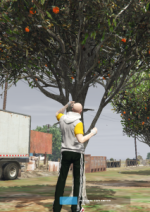 portakal toplama.png