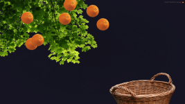 portakal toplama-min.png